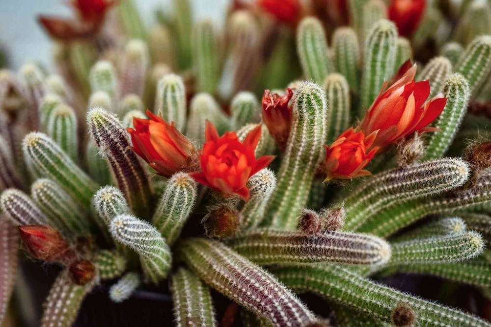 chamaecereus silvestrii bakımı