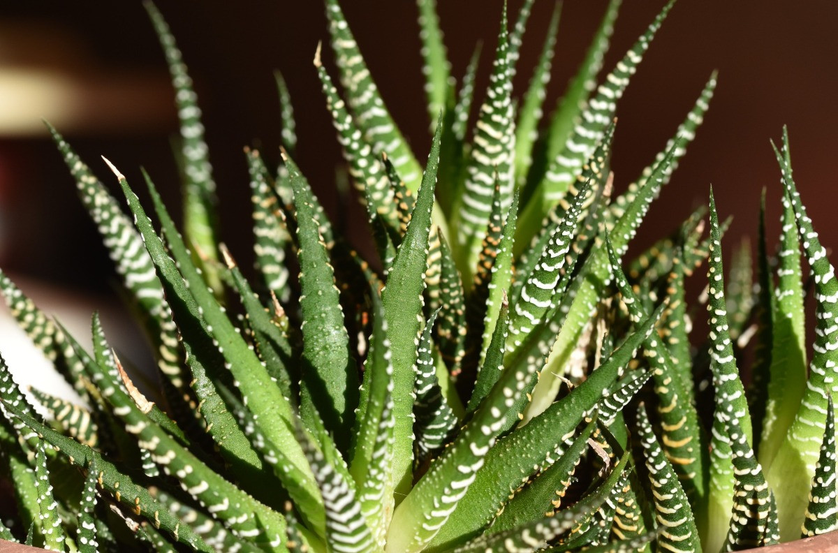 Zebra Haworthia Bakımı