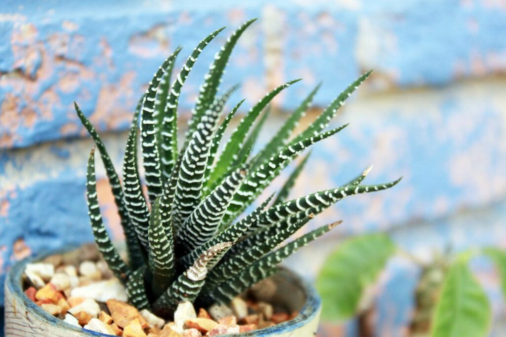 Zebra Haworthia Bakımı