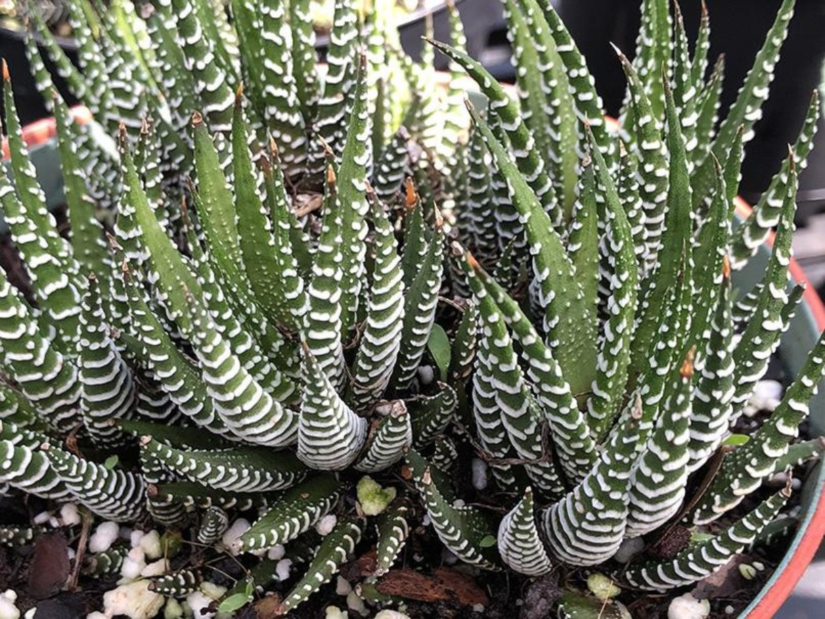 Zebra Haworthia Bakımı